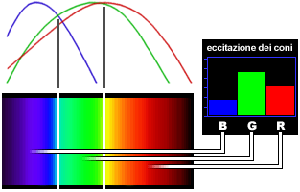 eccitazione cromatica della retina